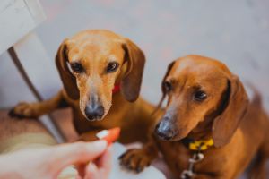 Two doxies asking for attention.